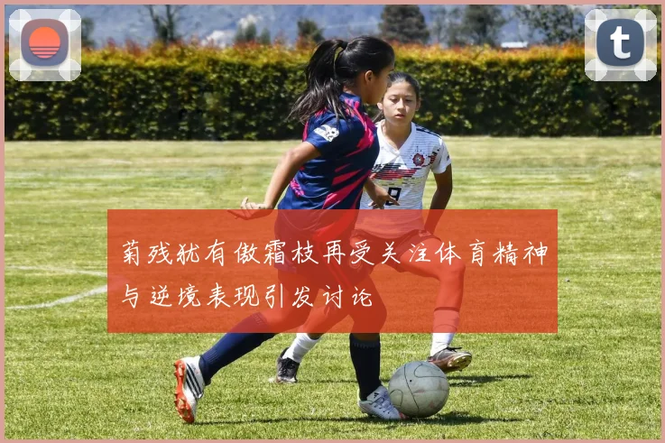 菊残犹有傲霜枝再受关注体育精神与逆境表现引发讨论